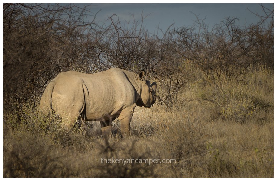 sera-conservancy-rhino-camping-kenya-23